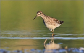 <p>VODOUŠ BAHENNÍ (Tringa glareola) Českobudějovicko ----- /Wood sandpiper - Bruchwasserläufer/</p>